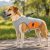 Light Gray & Orange