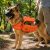 Orange-Large