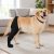 Right Hind Leg