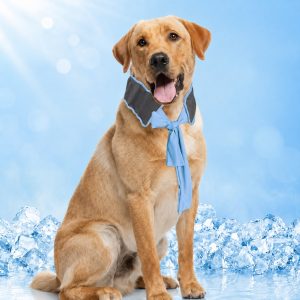 Dog Cooling Neck Wrap for Summer Walks, Hiking & Beach Days – Water-Activated Cooling Collar Scarf for Hot Weather Comfort