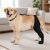 Left Hind Leg