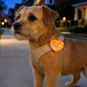 Rechargeable heart pet visibility light for evening walks