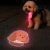 Poodle