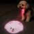 Bichon Frise