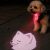 Samoyed