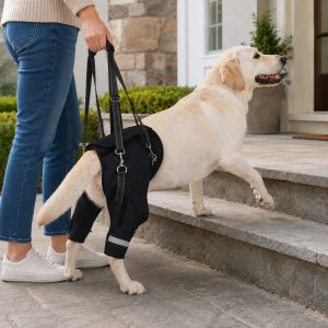 Senior dog rear-leg lift support leash for stairs and outdoor walking